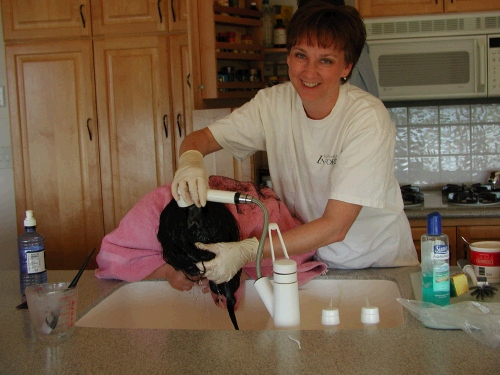 Coloring Tess's hair - I didn't think it sounded too hard, after all, I had done my own a couple of times....Well, Tess has A LOT MORE HAIR!