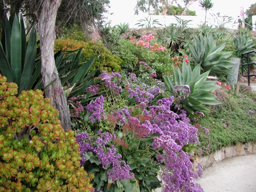 California has such interesting shrubs and flowers.