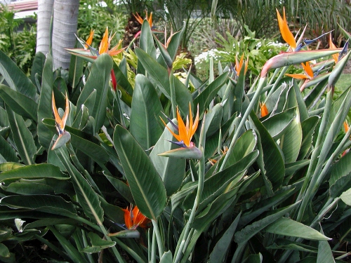 My favorites . . . Bird of Paradise.