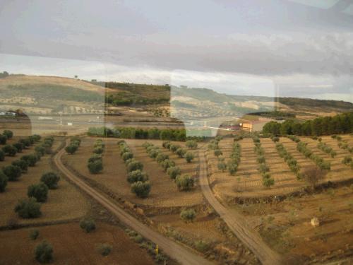 Views from the Cuenca train. I love the colors of the soil contrasted against the green fields. Note the baby olive trees. 