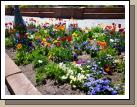 The flowers on Temple Square are always so  beautiful!  If I had professional gardeners and a big budget I would have a beautiful yard too!