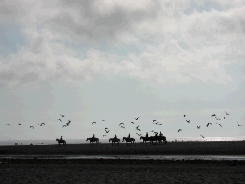 This was my first time seeing horses on the beach.  How cool is that?!