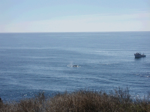 The people in the boat paid how much to whale watch?  We got to watch for free -- they were putting on quite a show.  If you look closely you can see a whale back and his spray.