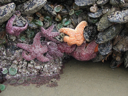 You could not believe how many huge starfish were breakfasting on mussels that we could see while the tide was low...