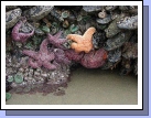 You could not believe how many huge starfish were breakfasting on mussels that we could see while the tide was low...