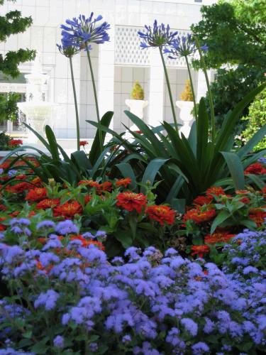 A pretty temple square flower picture.