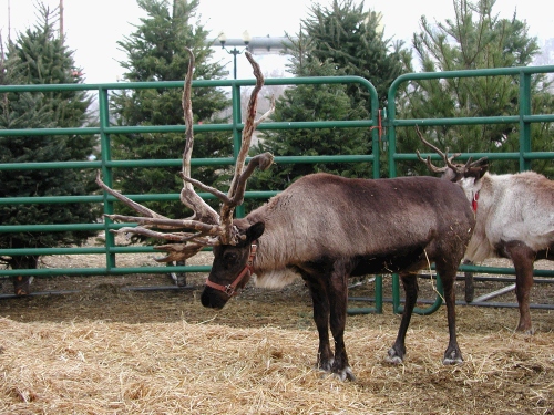 Their antlers look so heavy, I'm amazed they can keep their heads up!