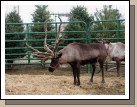 Their antlers look so heavy, I'm amazed they can keep their heads up!