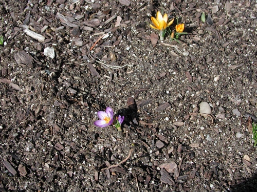 Early Spring!  Just had to brag about my crocuses - sorry, Diane!