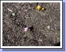 Early Spring!  Just had to brag about my crocuses - sorry, Diane!