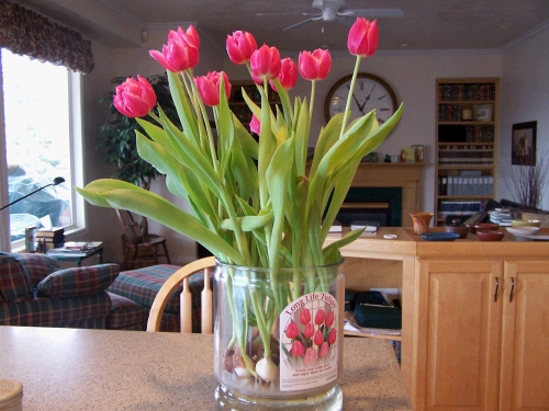 Our spectacular tulips from Costco...