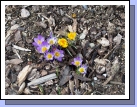 The first sign of spring in our yard.  Crocuses seem so fragile and yet are obviously hardy little things to be able to push up through all this snow that just barely finished melting the same day they bloomed for the first time.  I guess maybe we are all tougher than we look...