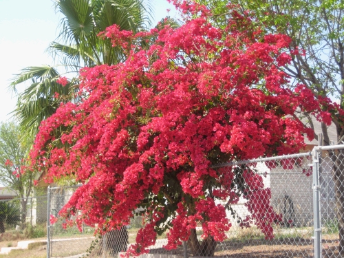 I made Alan pull over so I could take a picture of the Bougainvillea that we saw blooming everywhere.  It was so beautiful!