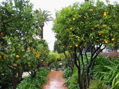 The ground were maticulous.  I loved seeing orange and lemon trees everywhere!