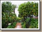 The ground were maticulous.  I loved seeing orange and lemon trees everywhere!