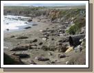 They look like rocks, but they are all elephant seals sunning and barking away on the beach.  