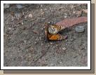 We were told by the ranger lady, that these two particular butterflies were mating.  She was there to keep anyone from interfering!