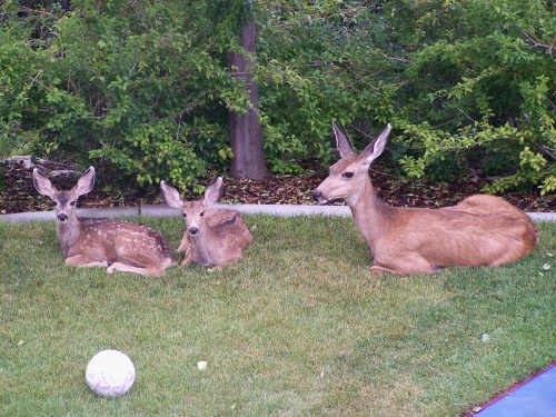 The mom with the Bambi twins.  Aren't they cute!