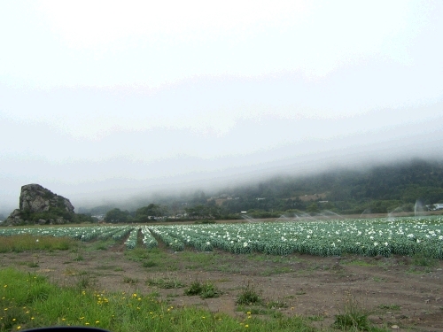 Because of the mild climate year around, Smith River, California is the Easter Lilly Capital of the world.  Brookings, Oregon (where we stayed) is just a few miles north of Smith River and has plenty of lilies itself.