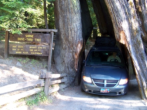 A must do for everyone driving through the Redwoods of California is to go through a drive-thru tree.  We barely fit with our car carrier on our roof.  The sign claims that this particular tree is 5000 years old.  Alan finds this a bit difficult to shvallow.