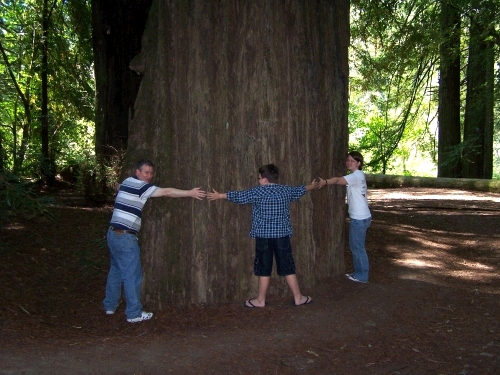 No kidding -- the trees are really big.....