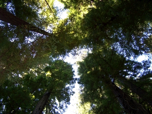 The view of the tops of the trees from down at the bottom of the trees.