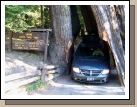 A must do for everyone driving through the Redwoods of California is to go through a drive-thru tree.  We barely fit with our car carrier on our roof.  The sign claims that this particular tree is 5000 years old.  Alan finds this a bit difficult to shvallow.