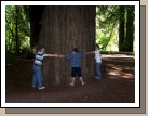 No kidding -- the trees are really big.....