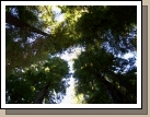 The view of the tops of the trees from down at the bottom of the trees.