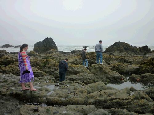 Many fun tide pools with large starfish, anemones, barnacles, limpets, and mussels.