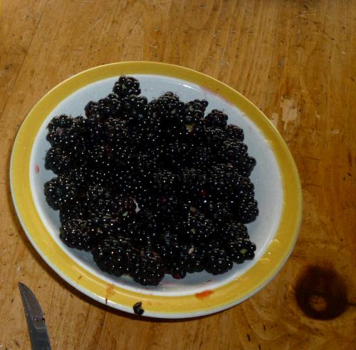 Everday Alan and I would go walking in the mornings and we discovered tons of blackberry bushes all along the roads.  They seemed to be rather wild and unkempt with berries just going to waste.  So a couple different mornings we sent Alan out to get us some for breakfast -- they were so great on oatmeal!  Yum!