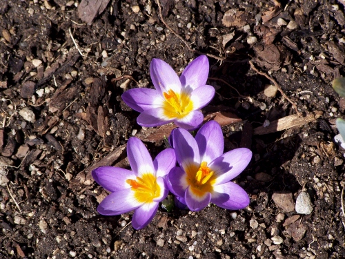 Crocus in the front yard -- a sure sign that spring is on its way.