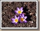 Crocus in the front yard -- a sure sign that spring is on its way.