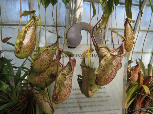 Because of the controlled climate inside, there are many exotic flowers and plants to see.  These pitcher plants are able to catch water and even various and sundry bugs that venture in never to return.