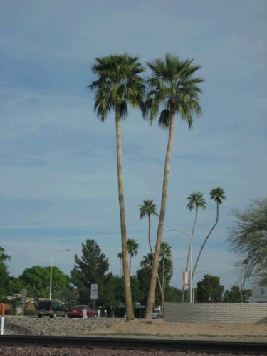 Gotta love the palm trees!