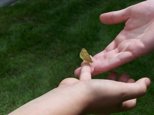 Clark made friends with a very tame butterfly that would sit on his finger and even crawl onto Phillip's hand.