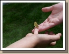 Clark made friends with a very tame butterfly that would sit on his finger and even crawl onto Phillip's hand.