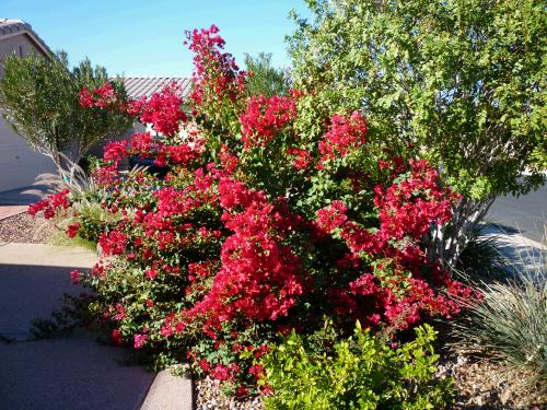 Every morning the girlies went walking -- beautiful things to see throughout the whole neighborhood.