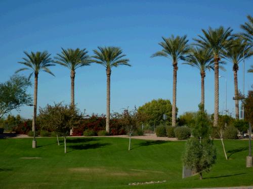 There is something so cool to  me about palm trees -- nice green Thanksgiving color don't you think?