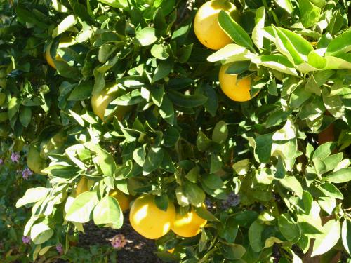 Oranges growing in someone's yard....