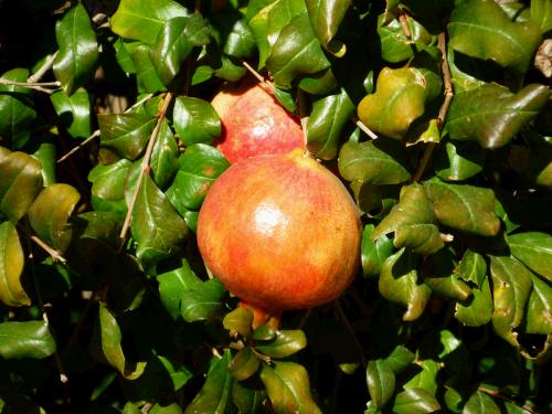 You can even grow pomegranates -- too cool!