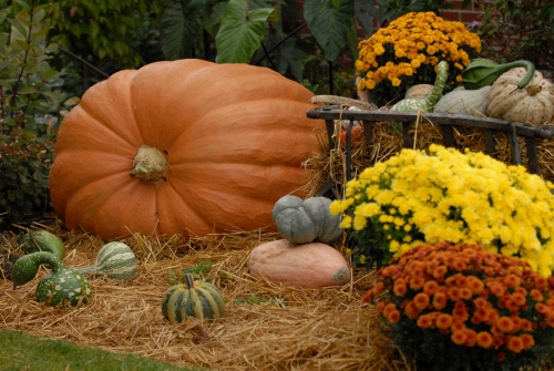 Biggest pumpkin I've seen this fall -- what about you?