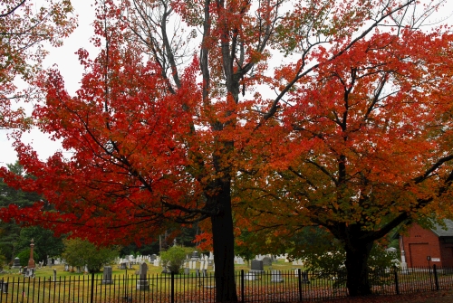 Gorgeous trees at a beautiful cemetery.