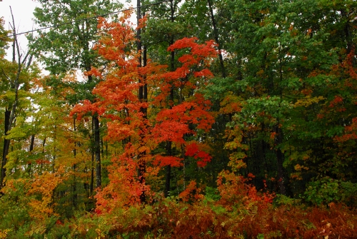 Another couple shots of fall foliage....