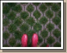 Isn't it cool?!  Melora's rain boots are cool too!