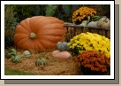 Biggest pumpkin I've seen this fall -- what about you?