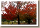 Gorgeous trees at a beautiful cemetery.