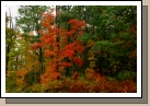 Another couple shots of fall foliage....