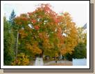 A couple of pretty trees in the cemetery in Bedford NH, close to Melora's home.  I got there about a week or ten days before the color was peaking...