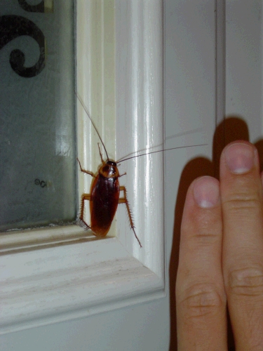 So here it is, the mandatory cockroach picture -- argh!